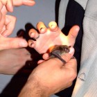 Vzi denevr (Myotis daubentonii) © Erdei Nikoletta
