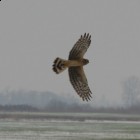 Kkes rtihja (Circus cyaneus) © Szitta Tams