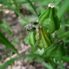 Pzsitos nszirom termse © Koscs Jnos