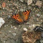 Nagy rókalepke - Nymphalis polychloros
Pókhálós lepke - Araschnia levana © Juhász Róbert