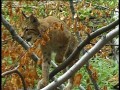 Fot – Hizok a Bkki Nemzeti Park Igazgatsg mkdsi terletn